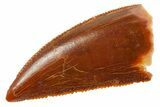 Serrated Raptor Tooth - Real Dinosaur Tooth #364850-1